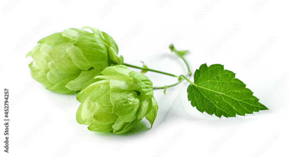 hop plant isolated