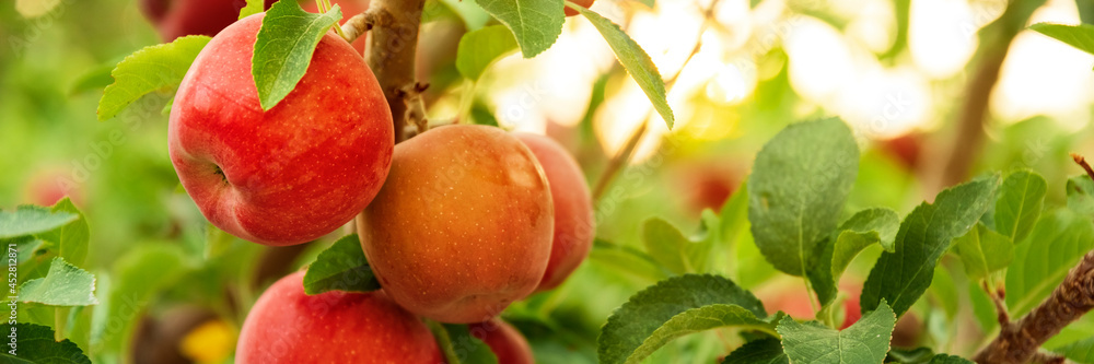 Apple tree close-up on branch full of red apples