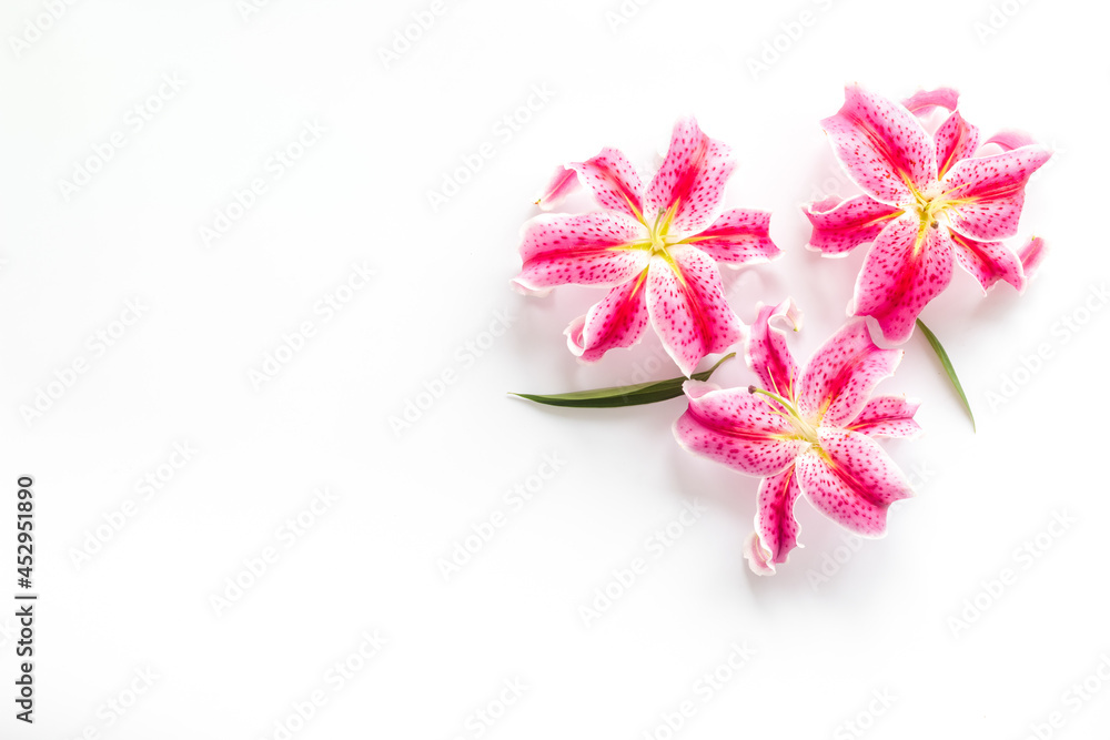 Pink purple lily flowers isolated on white background