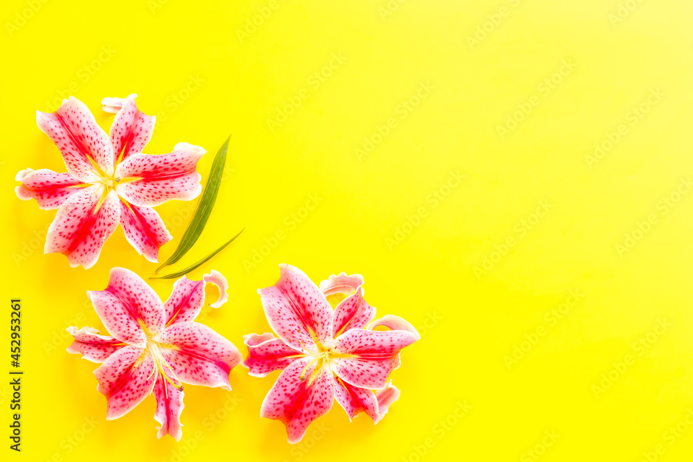 Top view of pink lilies flowers, floral pattern background