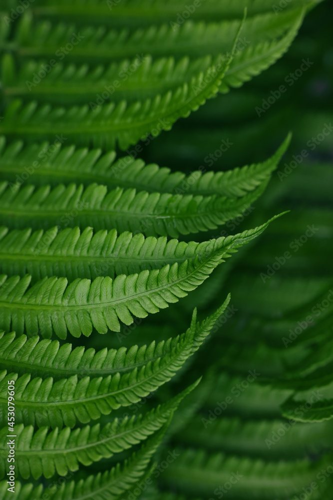 绿色蕨类植物叶子的背景