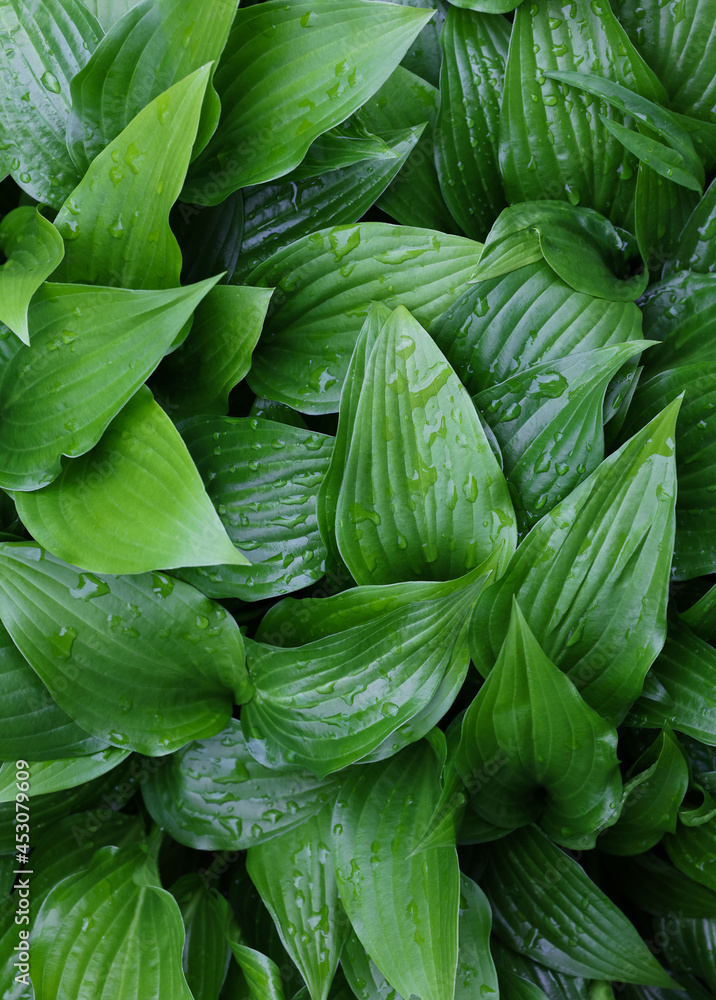 Green Hosta plant leaves background