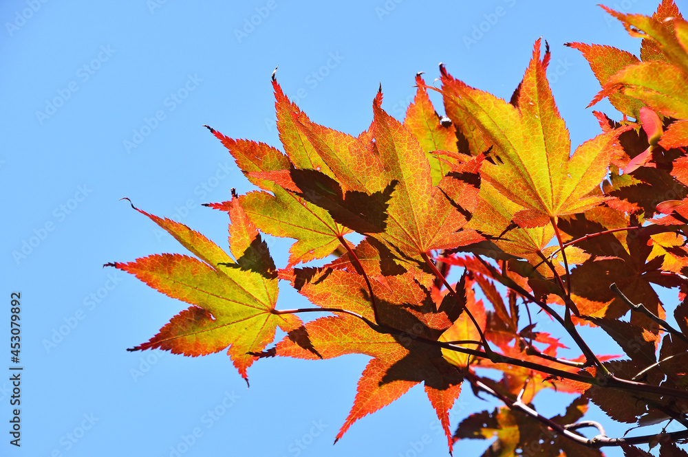 Close up autumn colors of red, orange and yellow Japanese acer or maple leaves over clear blue sky, 