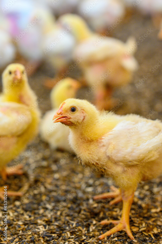 Beautiful little chicken on the ground at the farm background. Small chicken spending time at the fa