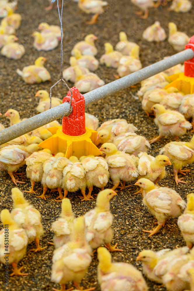 Young yellow chickens running through the poultry farm and eating grain from the special feeder. Bir