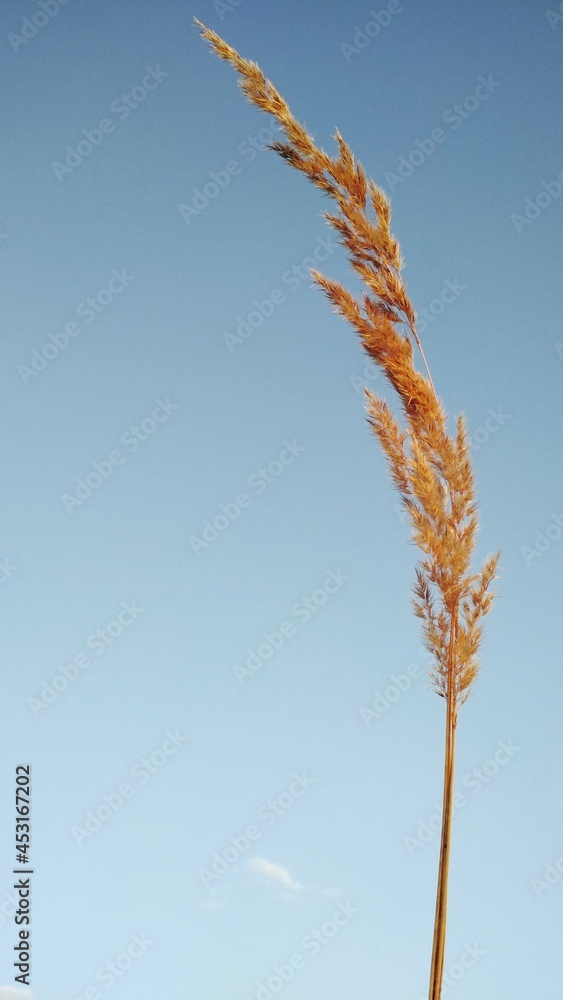 grass and sky