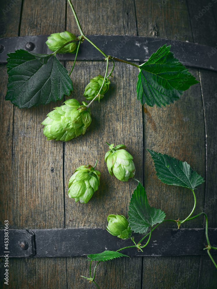 hop plant cones