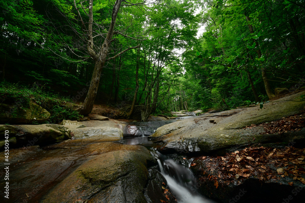 Beech forest in the morning with fog