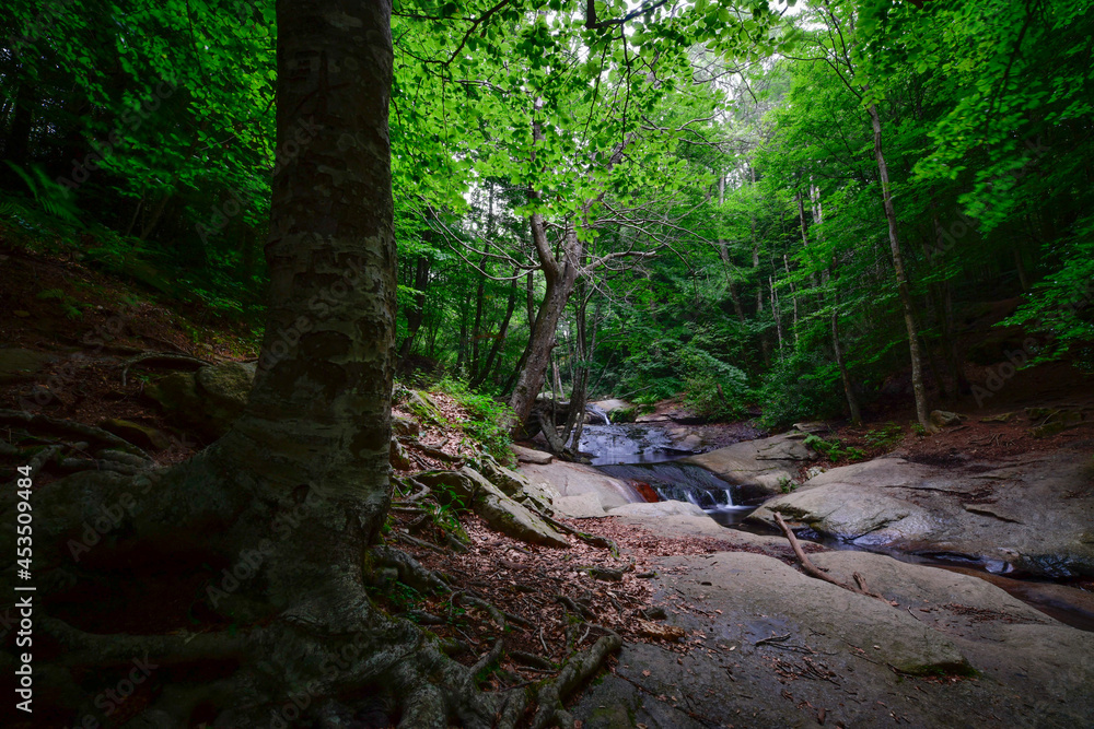 Beech forest in the morning with fog