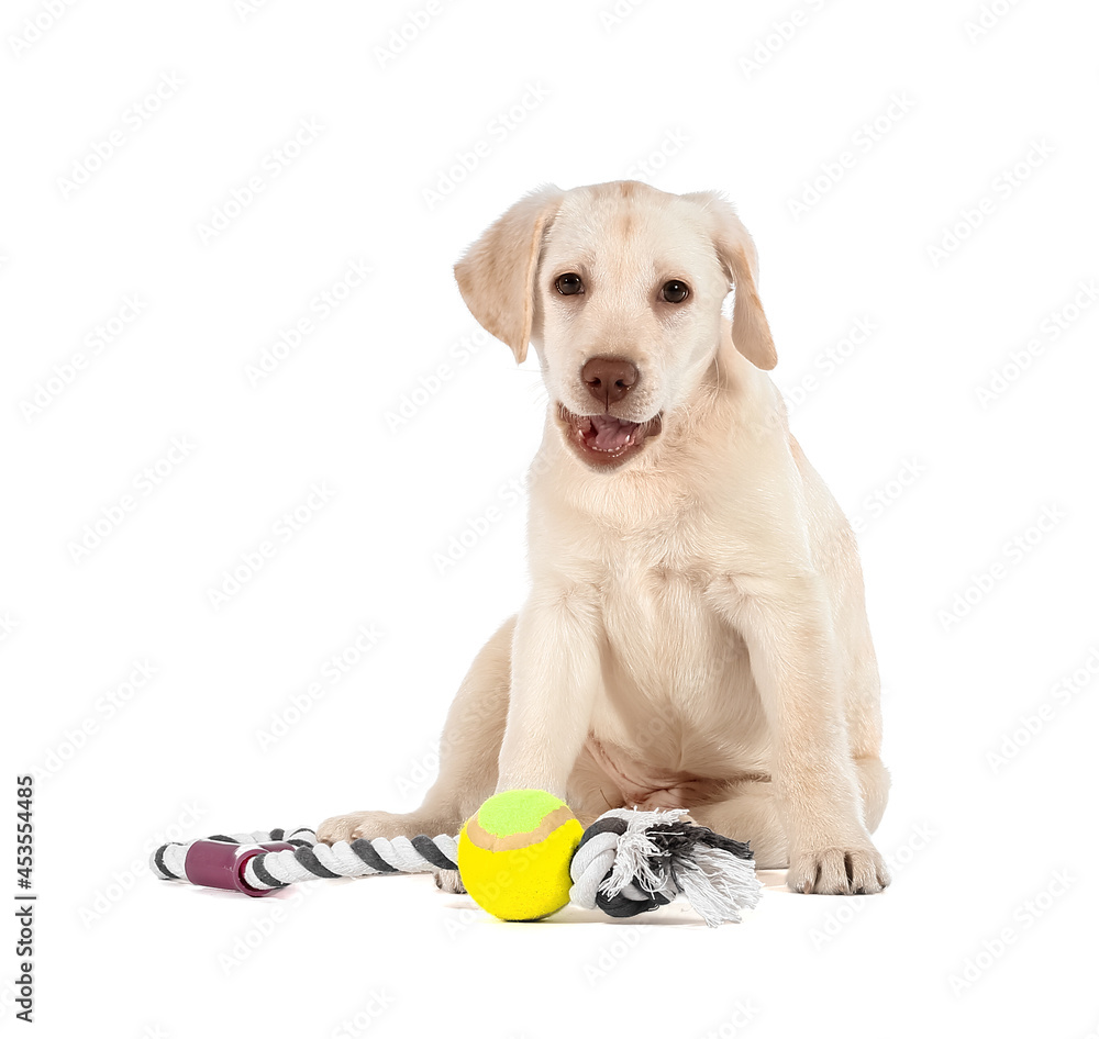 Cute Labrador puppy with toy on white background