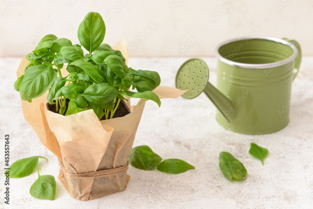 Fresh basil in pot and watering can on light background