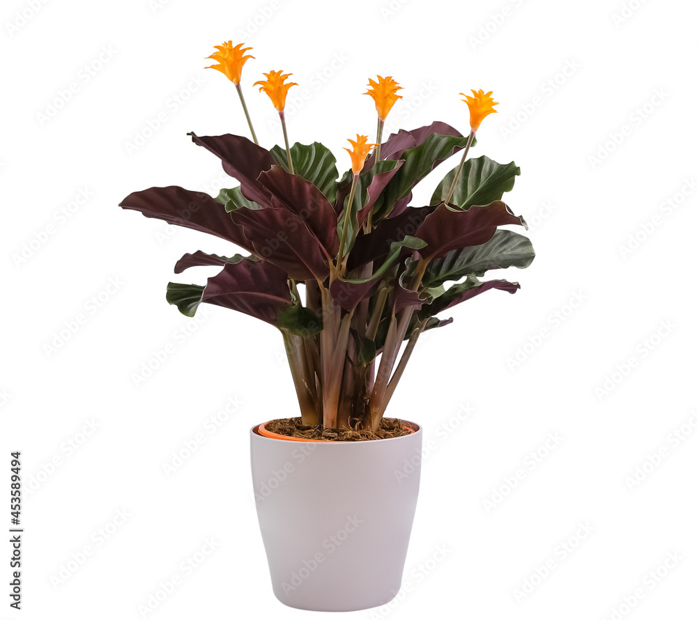 Calathea crocata Tassmania白色背景的白色花盆，保留修剪路径