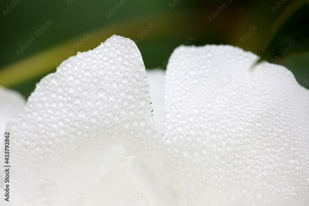 带雨滴的牡丹花瓣