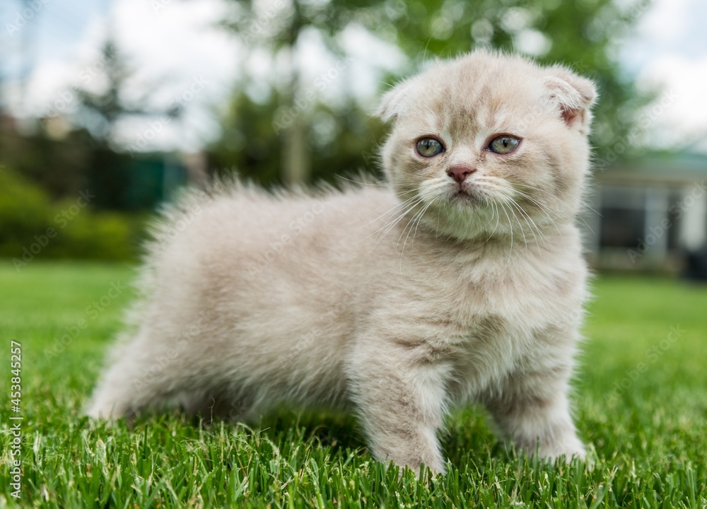 小猫在草地上玩耍