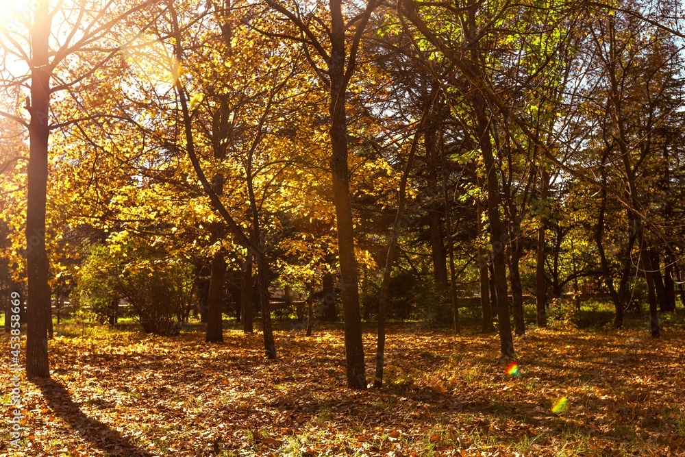 Forest in the fall