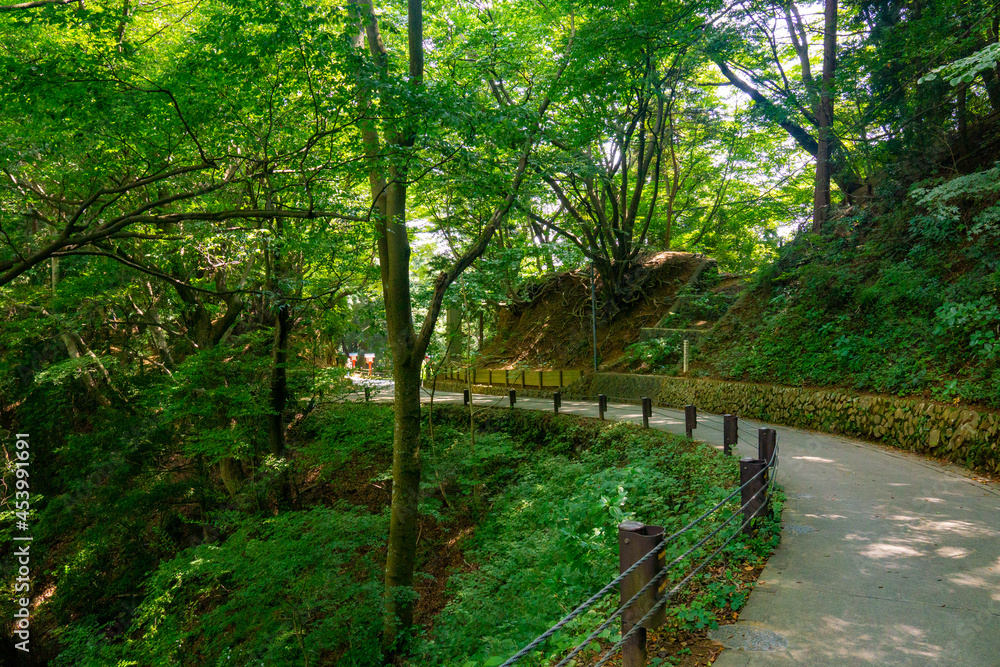 高尾山薬王院　表参道　女坂　夏