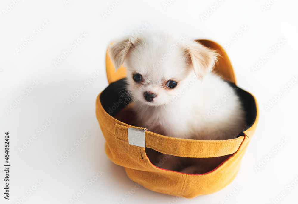 Miniature Chihuahua Dog Concept