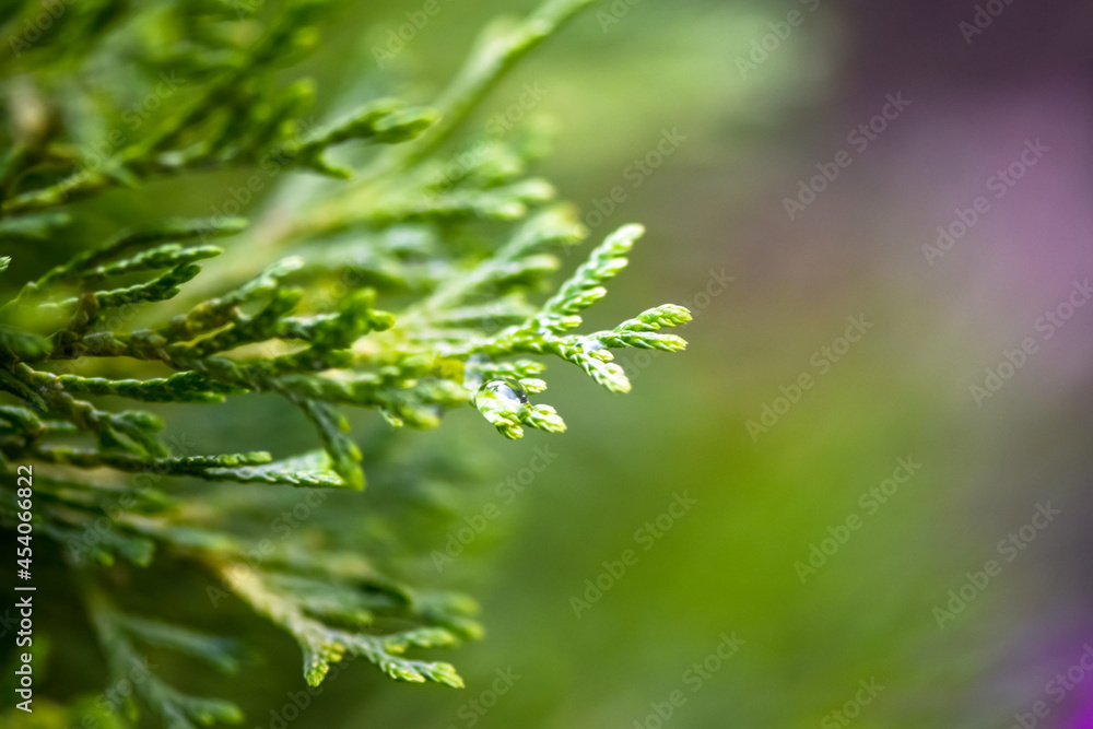 选择性聚焦绿色thuja树枝、西thuja、北部白雪松、东部白雪松，