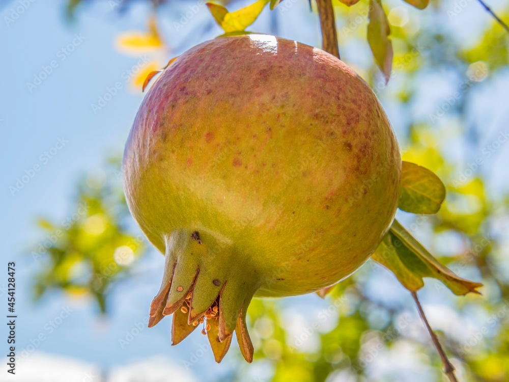 Ripening pomegranate fruit on a branch against a blue sky. Close-up.