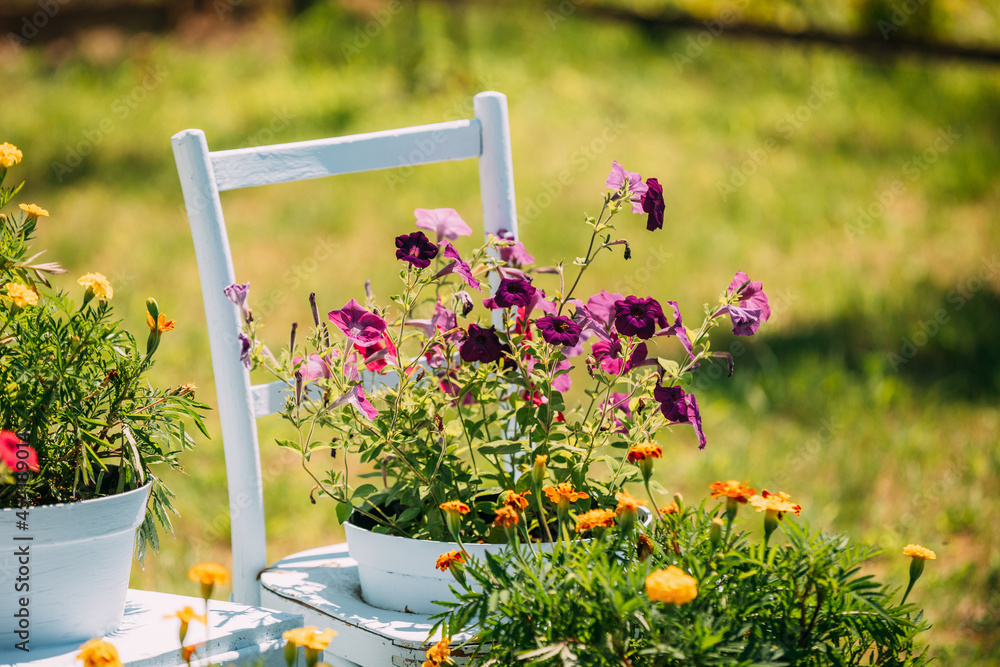 Decorative Wooden Chair Equipped Basket Flowers Garden In Sunny Summer Day. Summer Flower Bed With P