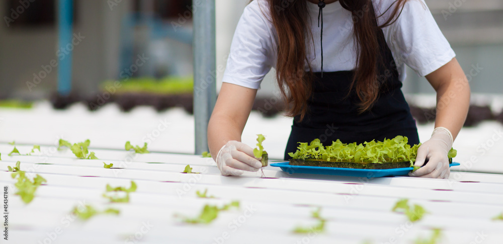 一位年轻的农民正在水培蔬菜农场种植蔬菜。