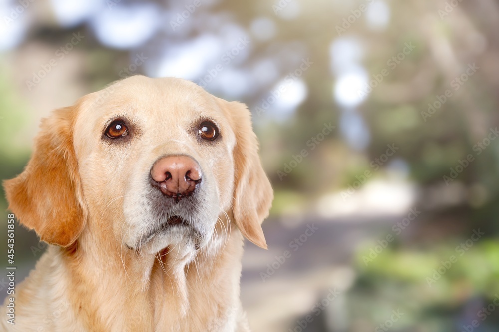 犬类。