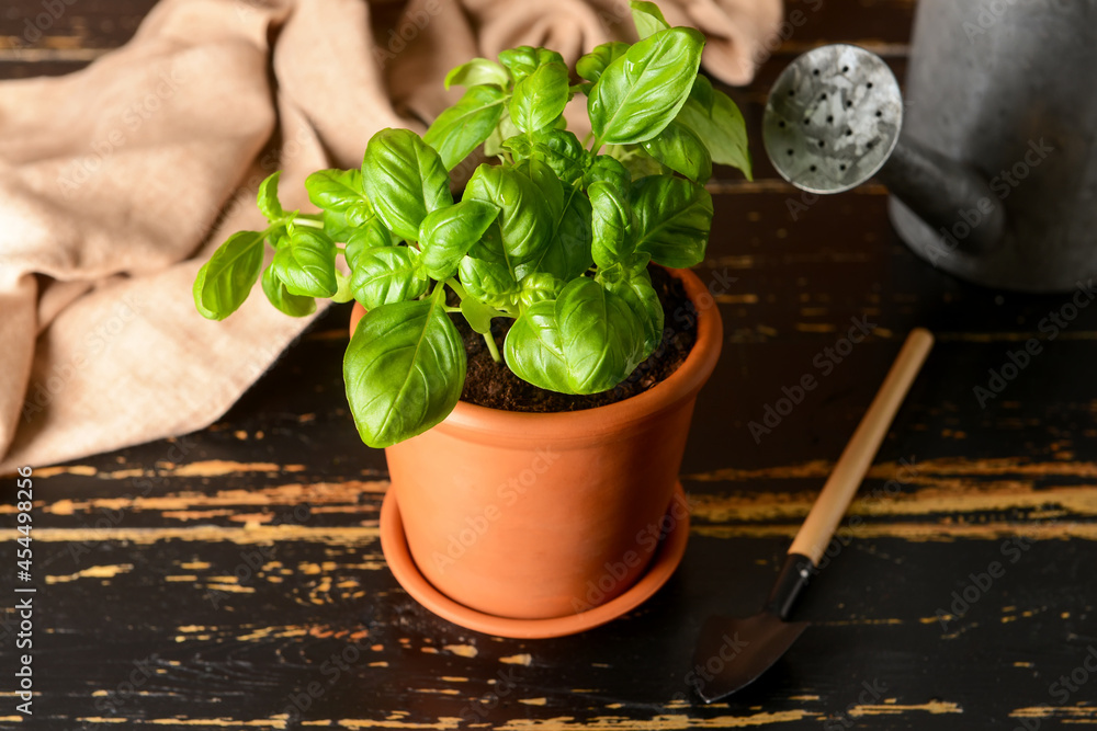 Fresh basil in pot on wooden background