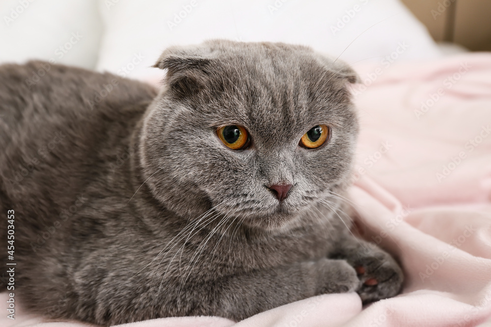 Cute grey cat on bed at home