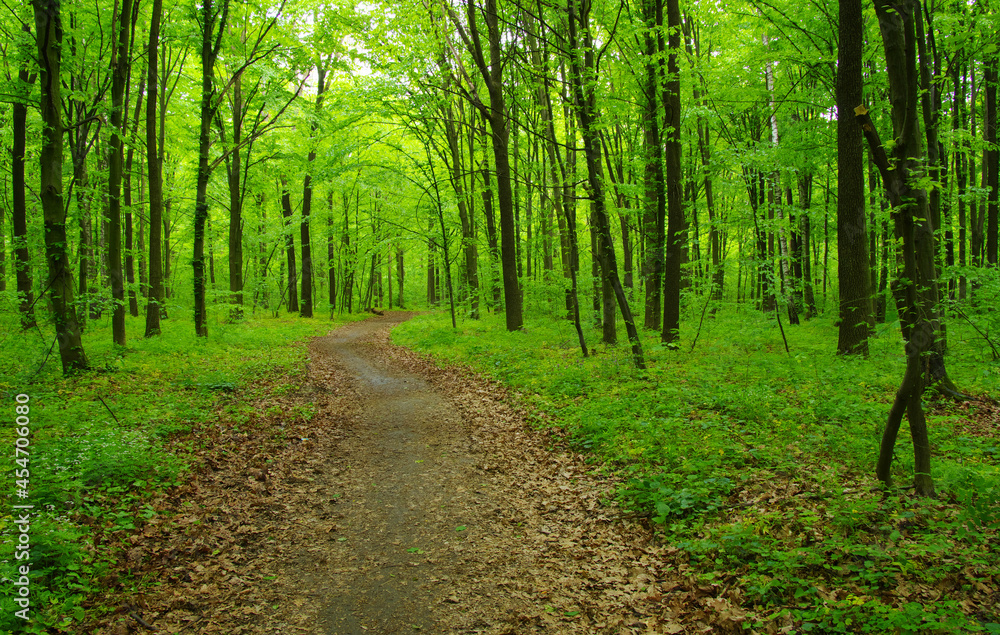 Forest trees in spring