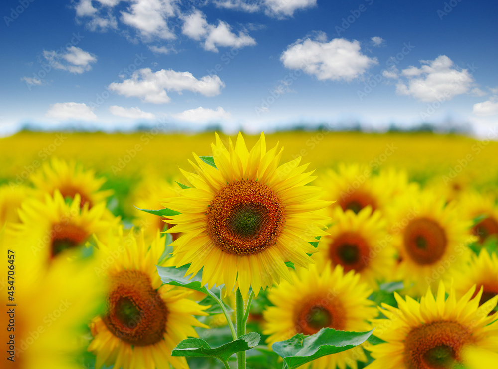 field of blooming sunflowers