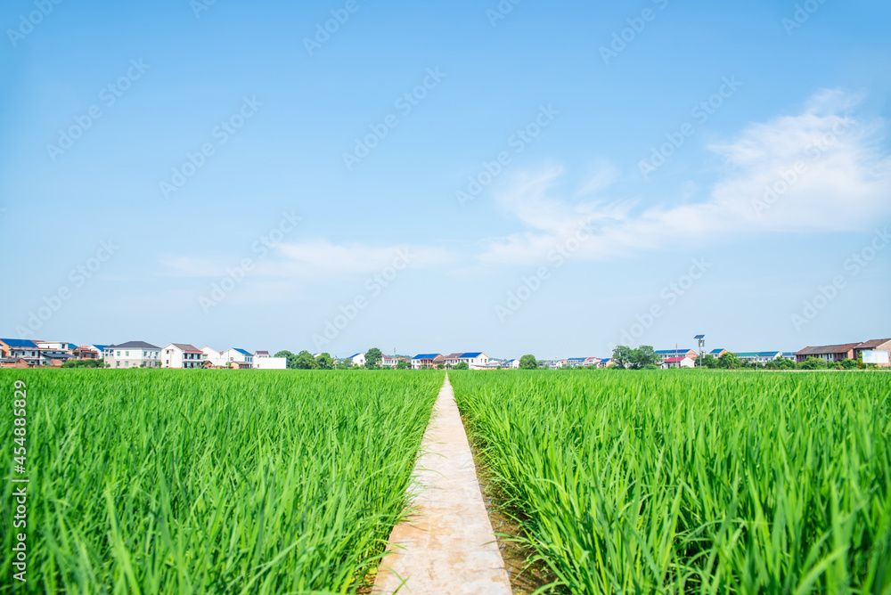 Agricultural planting background of rural rice fields in Hunan, China