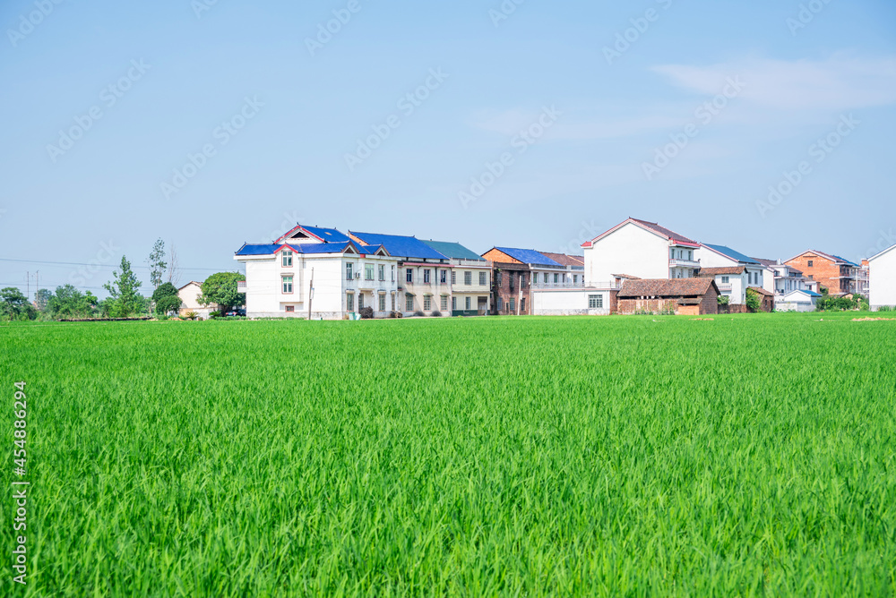 中国湖南农村稻田农业种植背景