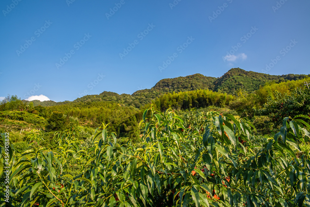 中国湖南省炎陵高山黄桃种植果林