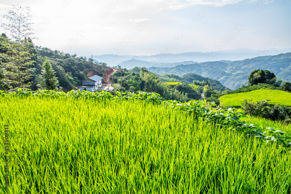 中国湖南省炎陵县高山梯田