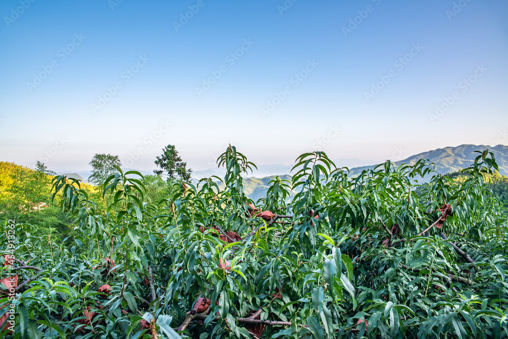 中国湖南省炎陵高山黄桃种植果林