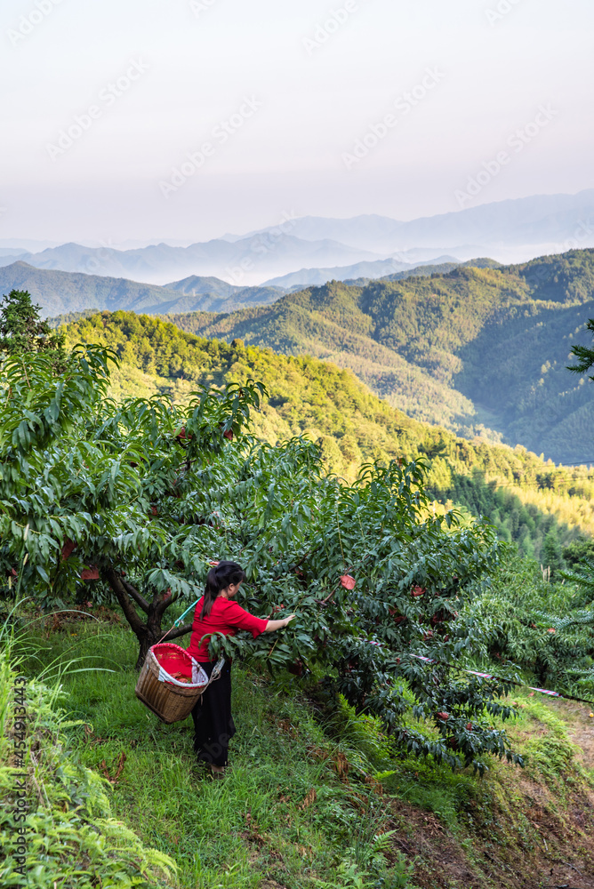 中国湖南省炎陵高山黄桃种植果林