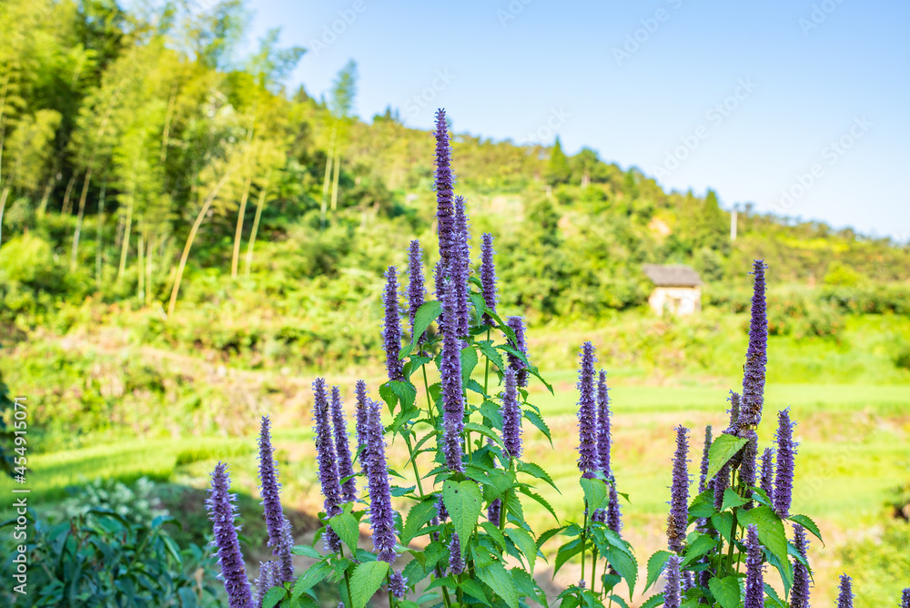 森林里的藿香野生中草药