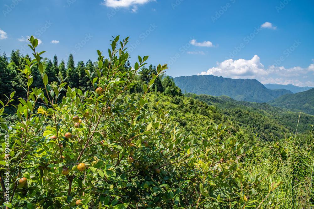 中国湖南省炎陵山油茶林