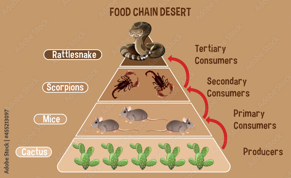 沙漠教育食物链示意图