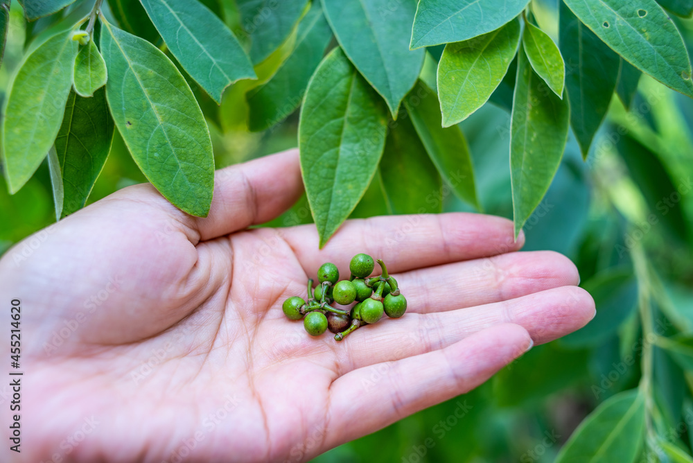 收集香料山苍子