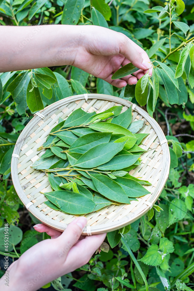 Collecting Chinese herbal medicine Litsea cubeba leaves