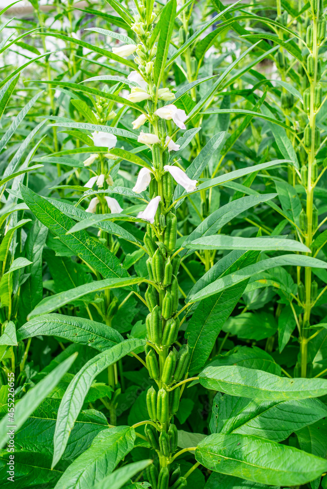 芝麻大丰收