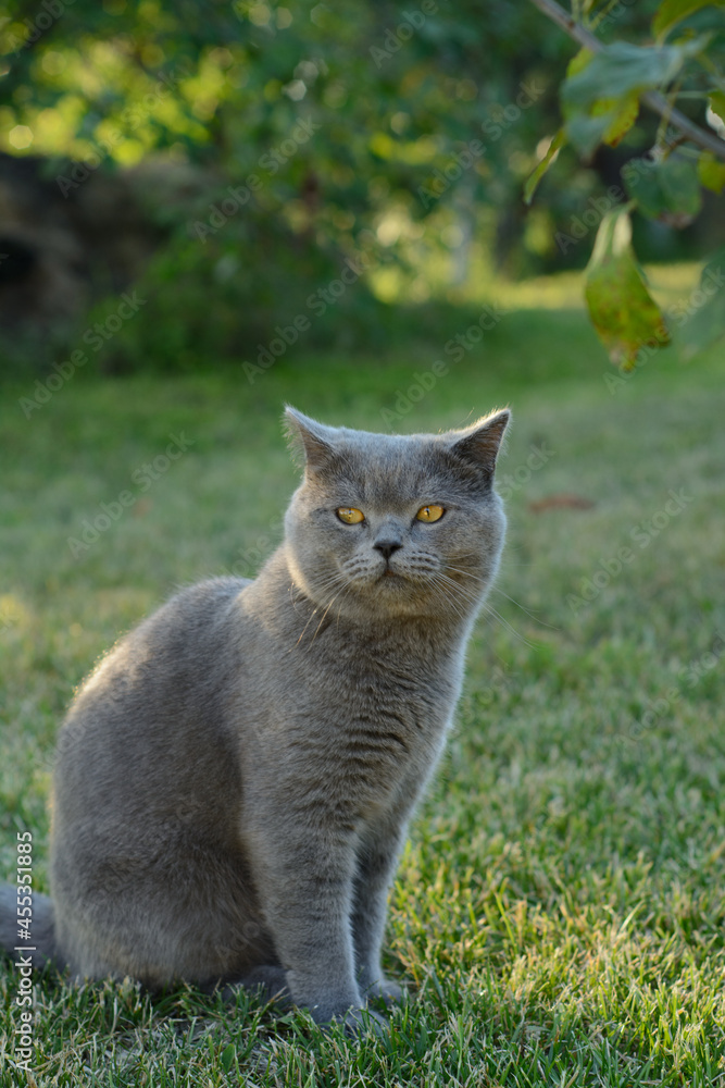 cat in the grass on backyard