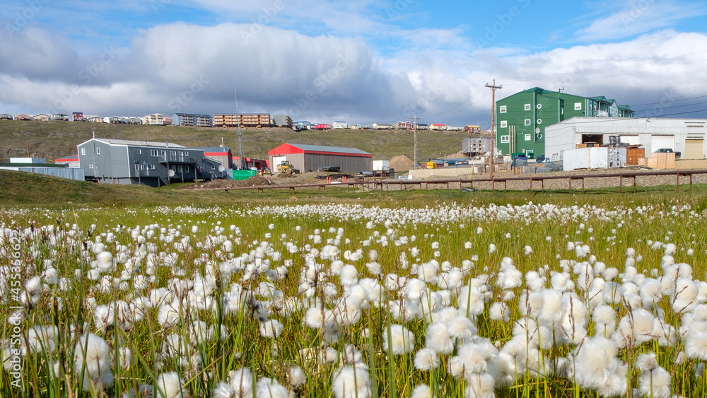 加拿大努纳武特Iqaluit的北极棉花开花