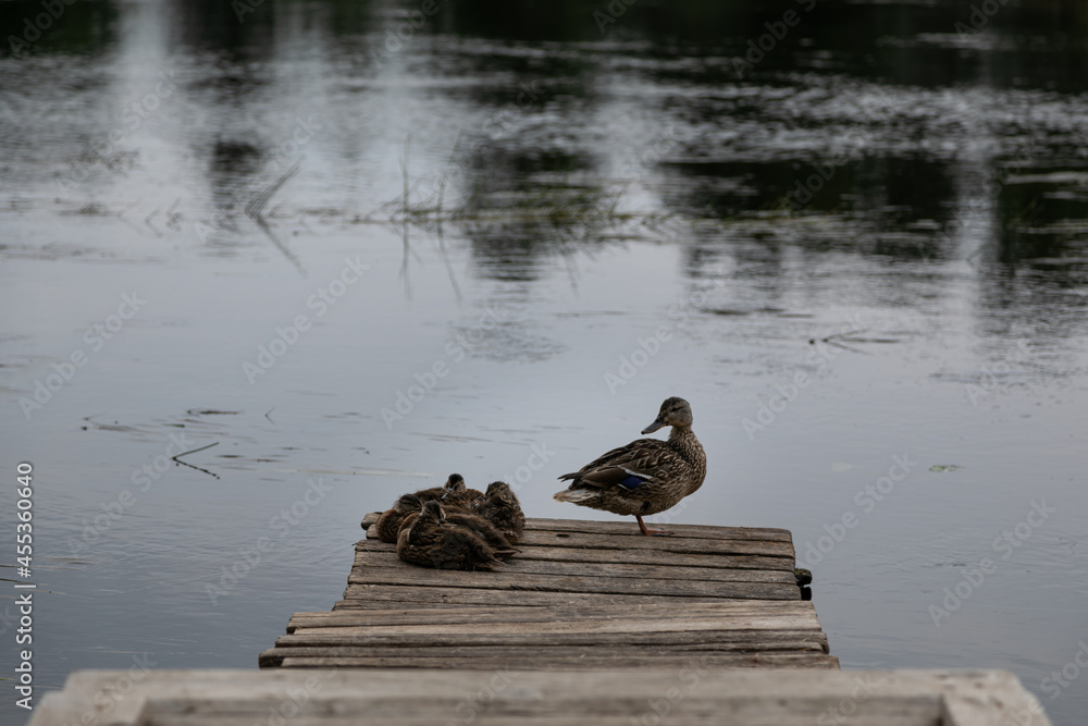 Mother duck with several ducklings. Mallard````s brood huddled together. One of ducklings opened hi