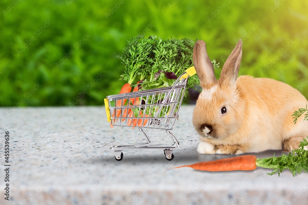 Lovely bunny easter fluffy rabbit love to eat carrot is holding shopping cart