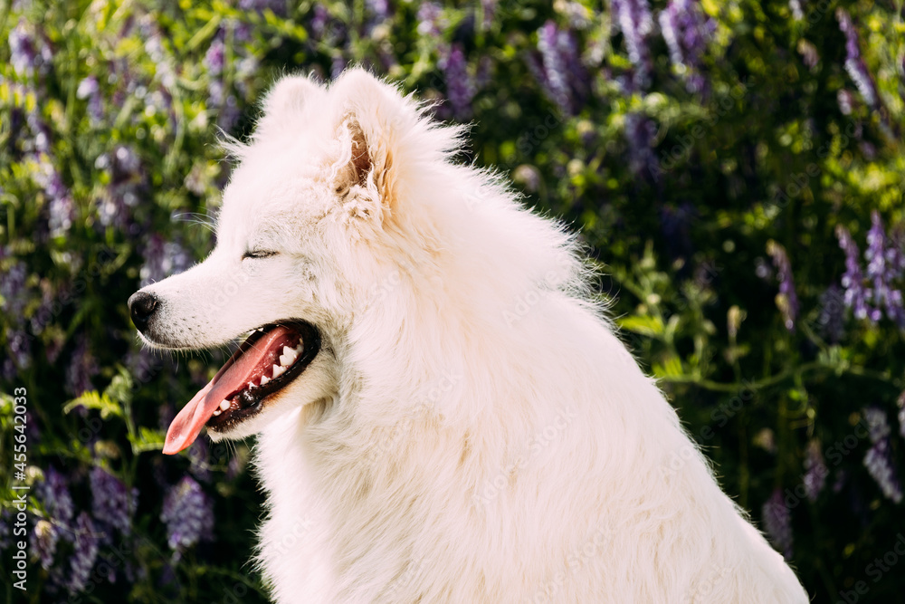 有趣的年轻白色萨摩耶犬或Bjelkier，Smiley，Sammy与P一起坐在绿色的夏季草地上