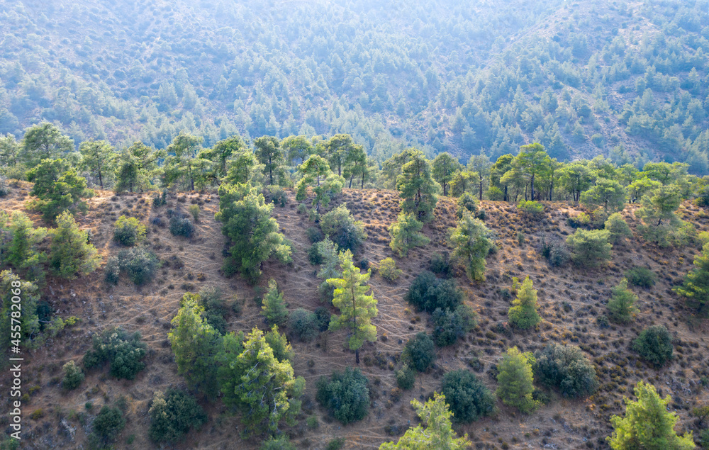 Mountain ridge covered with pine trees in Troodos mountains, Cyprus