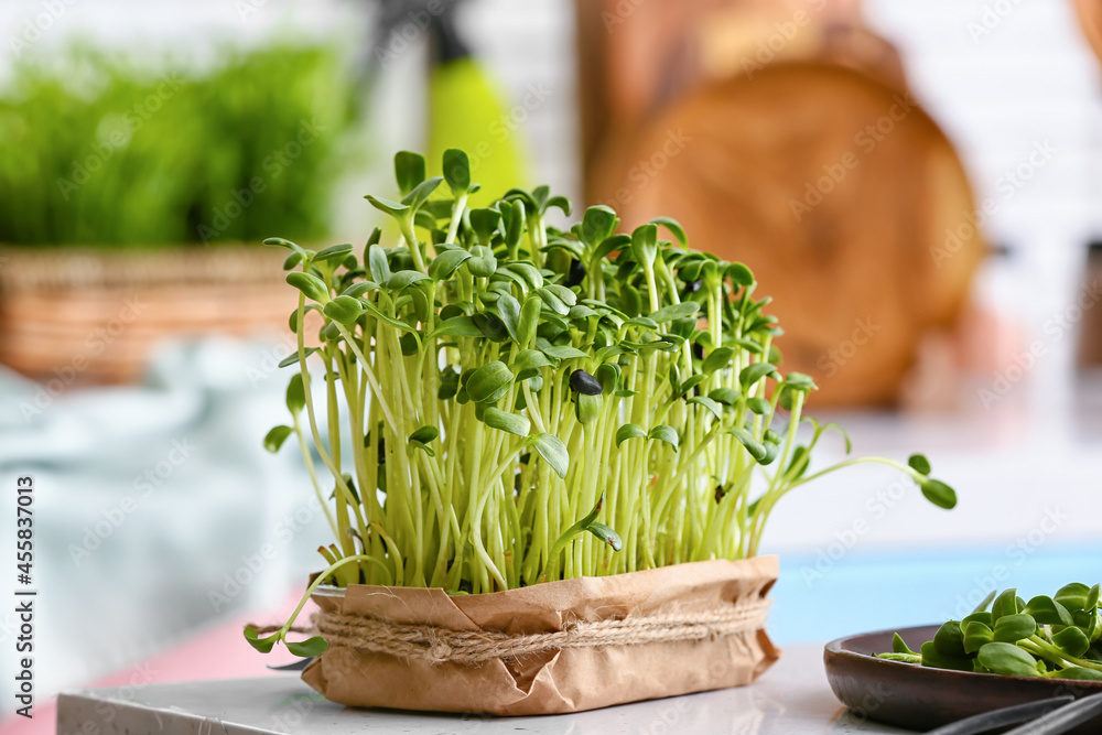 Fresh micro green on table