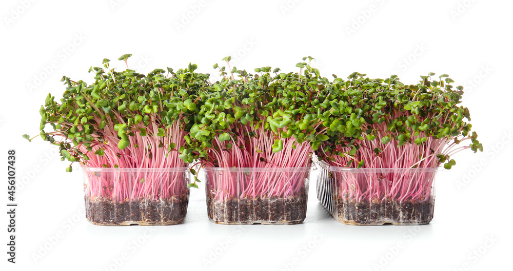 Plastic containers with fresh micro green on white background